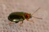 309452 – Photo : Christian Berquer – France (50)